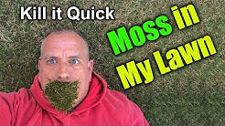 Get rid of Moss in Lawn - How To