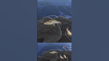 We try to finish the game we made #gamedev #gamedevelopment #indie #unity #3d #games