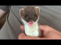 Two rescued stoats journey to freedom  rescued  returned to the wild  robert e fuller