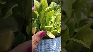 Go green #tamilsong #love #deepblue #food #maldives #travel #india