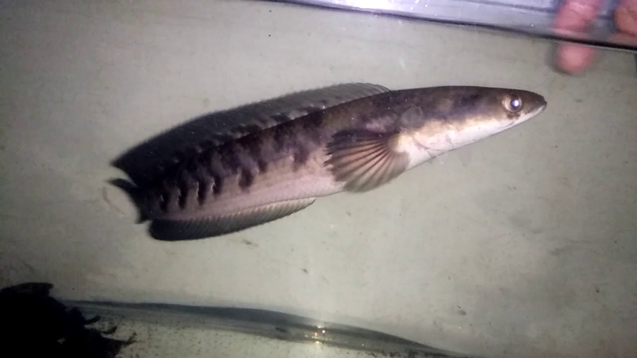 Channa maruliodes yellow sentarum 