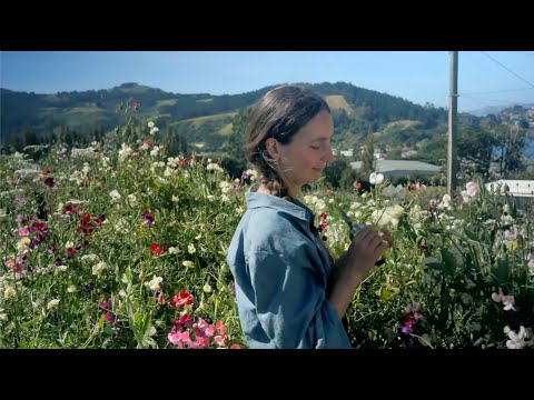 How to grow sweet peas from seed | New Zealand