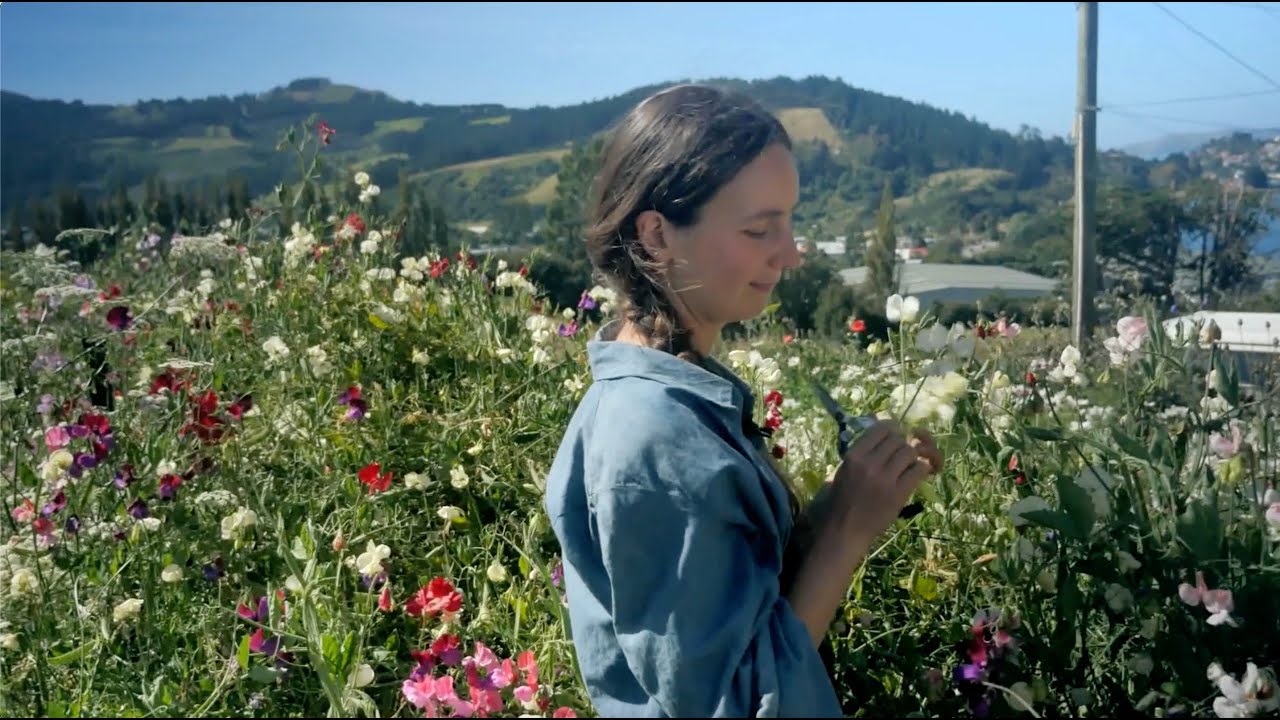 How to grow sweet peas from seed | New Zealand