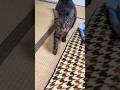 ニャー歩き #猫 #猫のいる暮らし #ねこ