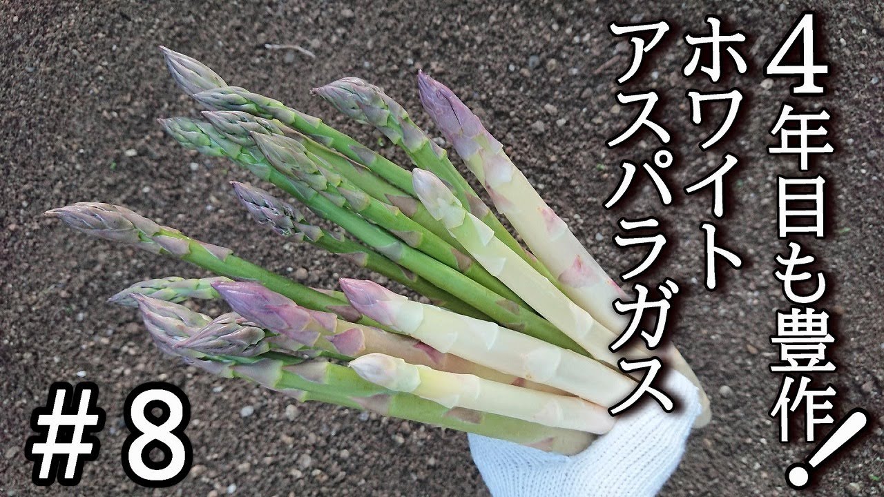 家庭菜園でアスパラガスの栽培日記 8 4年目の春 ホワイトアスパラガスの簡単な育て方 Youtube