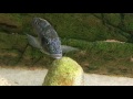 Nimbochromis linni - PISCES
