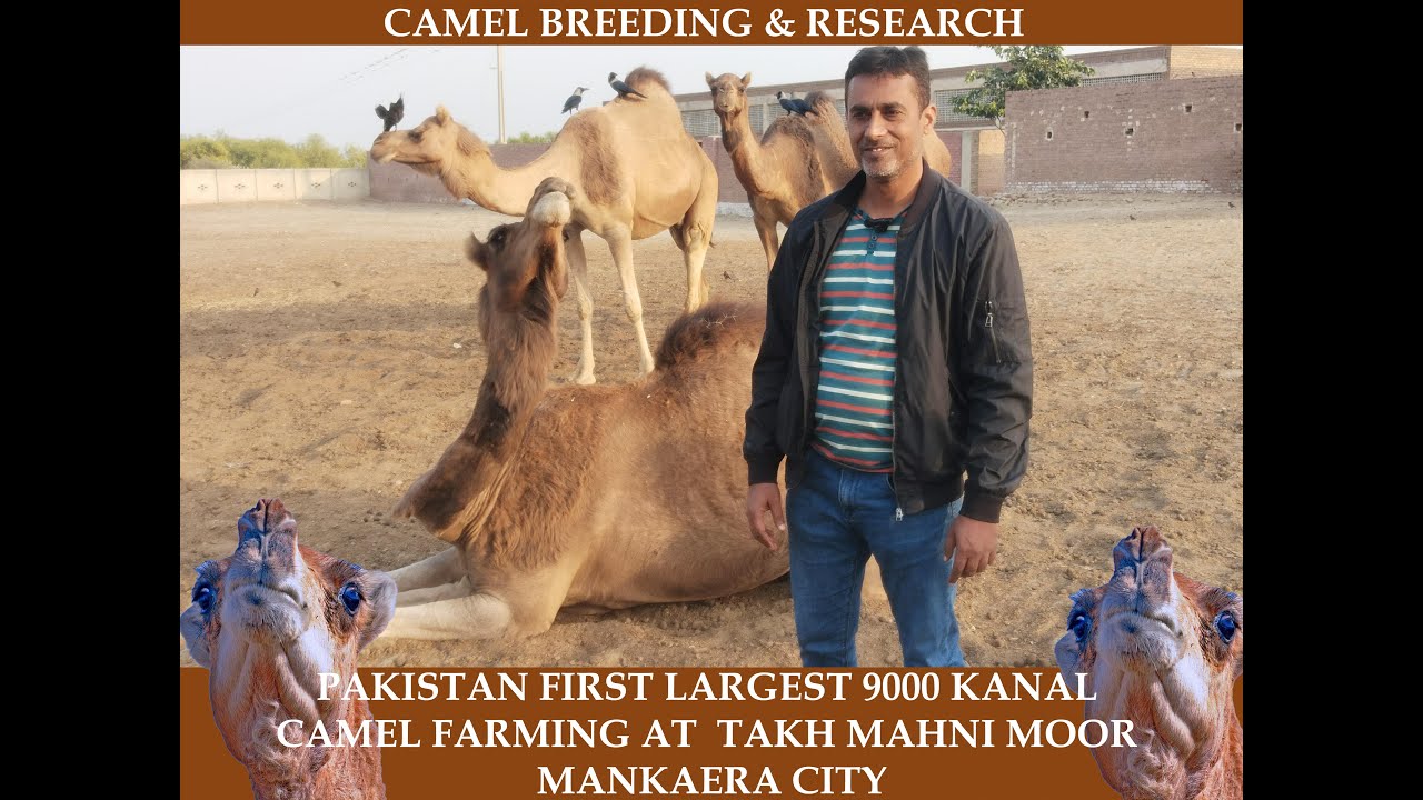 PAKISTAN FIRST LARGEST 9000 KANAL  CAMEL FARMING | BREEDING AND RESEARCH | CENTER