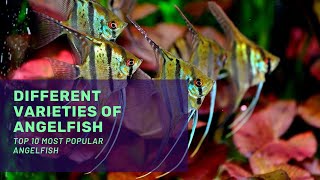 TOP 10 MOST RARE ANGELFISH  You've Never Seen These Before!