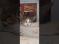 Überall Katzen 😂👍🙏🕊🍀 Türkei 🇹🇷 Mahmutlar Madame Coco bei Alanya Sonntag, 24.Mai 2026