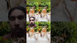 Download Lagu #funny #comedy #cute #pets #animals MP3