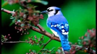 Bryn Haworth - More Than A Singer_NEW.avi