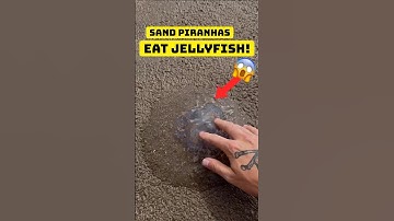 Sand Piranhas Eat Jellyfish I Rescued! #shorts