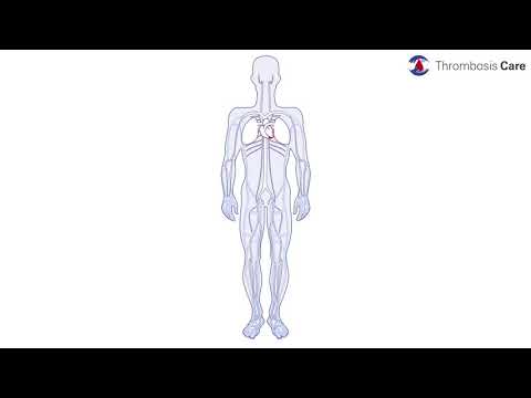 Video: Veneus Systeem: Aderanatomie En -functie, Adertypen, Aandoeningen