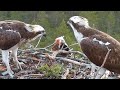 #1 Sääksilive (Osprey Cam in Finland) | Eura &amp; Eine working hard to remove stuck fish | July 5, 2022