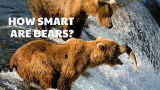 Bears are smarter than you reckon: Uncovering the amazing abilities of wild animals