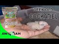 NEW HAND FEED COCKATIEL | Kiah Diwa