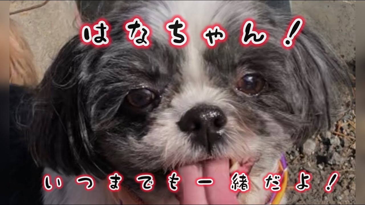 はじめまして！はなちゃんです！