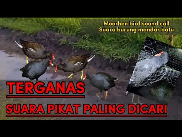 SUARA PIKAT BURUNG MANDAR BATU TERGANAS 02!!COMMON MOORHEN BIRD//GALLINULA CHLOROPUS class=