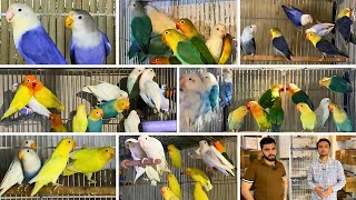 Waqas Lovebirds Mutation Breeding Aviary