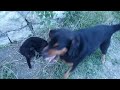 КАК ПЁС 🐕ЗАЩИЩАЕТ КОТА 🐱