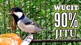 Gelatik Batu Gacor wucit2 | Masteran GLATIK NGEROL  #gelatikbatugacor #glatikfullisian #glatik