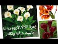 زهرة البلكونات افضل زهرة داخليةوخارجية زهرة الكلا الأروم Cala Lily 