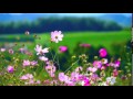 Flowers - Video Background HD 1080p