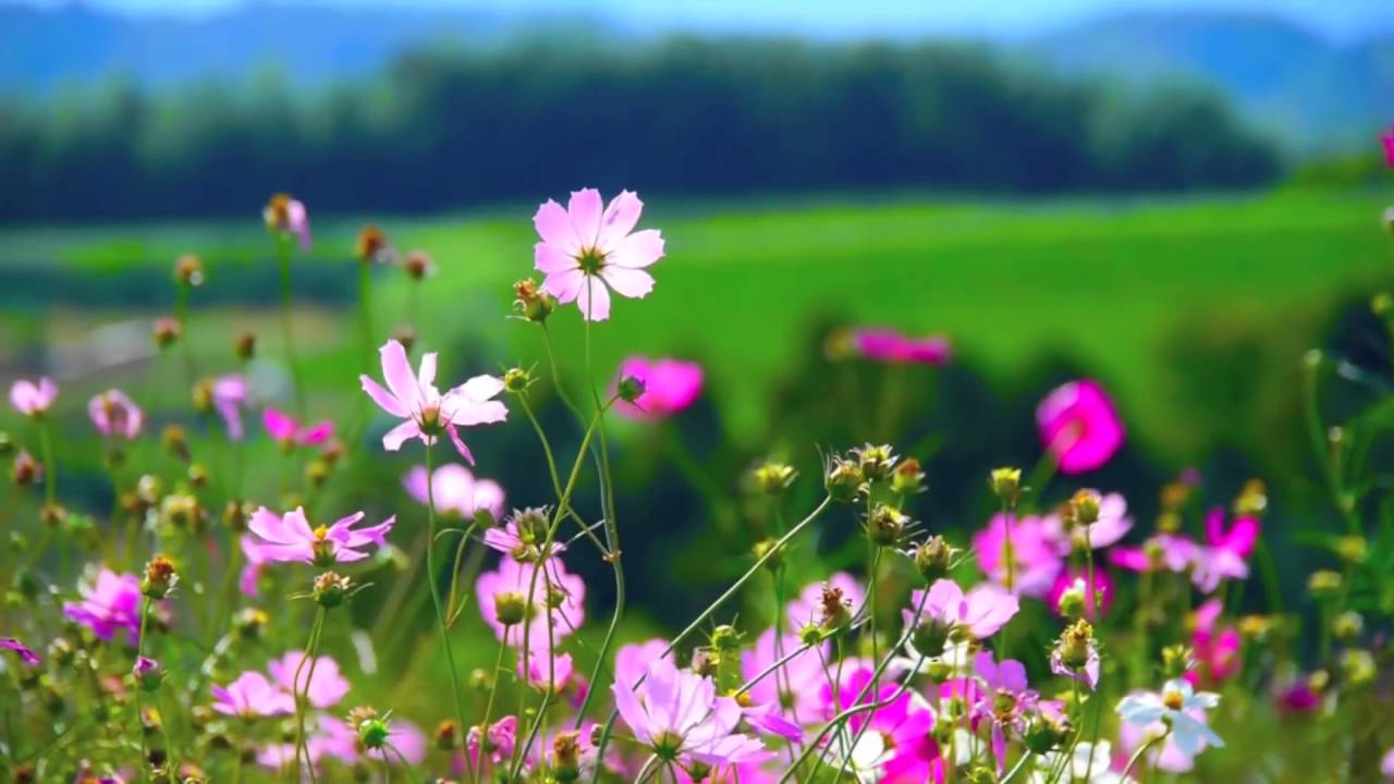 Flowers - Video Background HD 1080p - YouTube