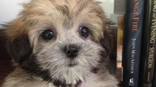 Training Mal Shi Pups Michelines pups