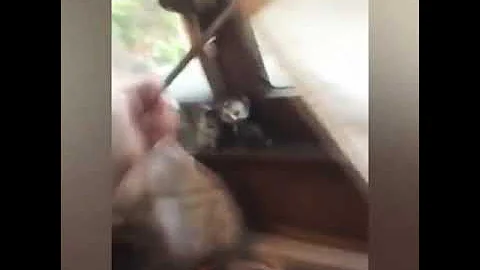 Cat vs Bath time- funny Cats Bathing Compilation