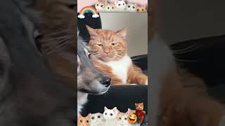 Download Lagu Just Meow 3  l  CROM Jamz MP3