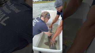 Shark Week: Sand Tiger Shark Tagging!