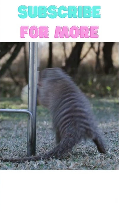 #cute #funny #shorts