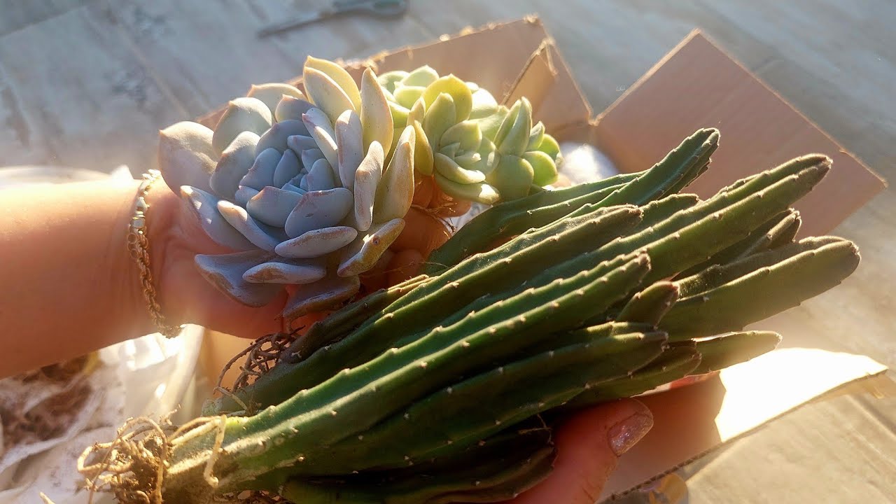 Topraksız ve Saksısız Bitki Kargosu Almak Doğrumu? Yeni Aldığım Koleksiyon Türü Sukulentler