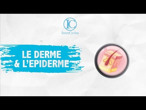 Vidéo: Différence Entre L'épiderme Et Le Derme