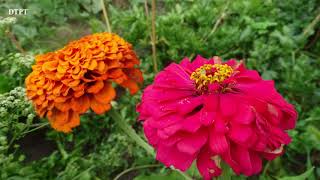 Semănare flori  Cârciumărese (Zinnia elegans). Când se seamănă, când se plantează în grădină