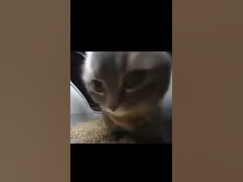 Chipi chipi chapa chapa #chipichipi #cat #cats #cutecat - YouTube