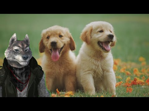 20 Cute and Amazing Animal facts you are not likely to know! Wolfy's World