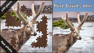 [Jigsaw puzzles] App photo - Asia - Père David's deer - 100 piece screenshot 5