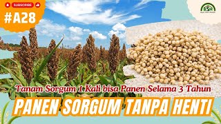 Bayu Diningrat ~ Plant Sorghum Once and Harvest for 3 Years
