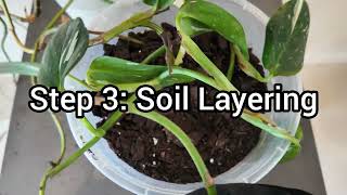 How to propagate Monstera Standleyana by Soil layering