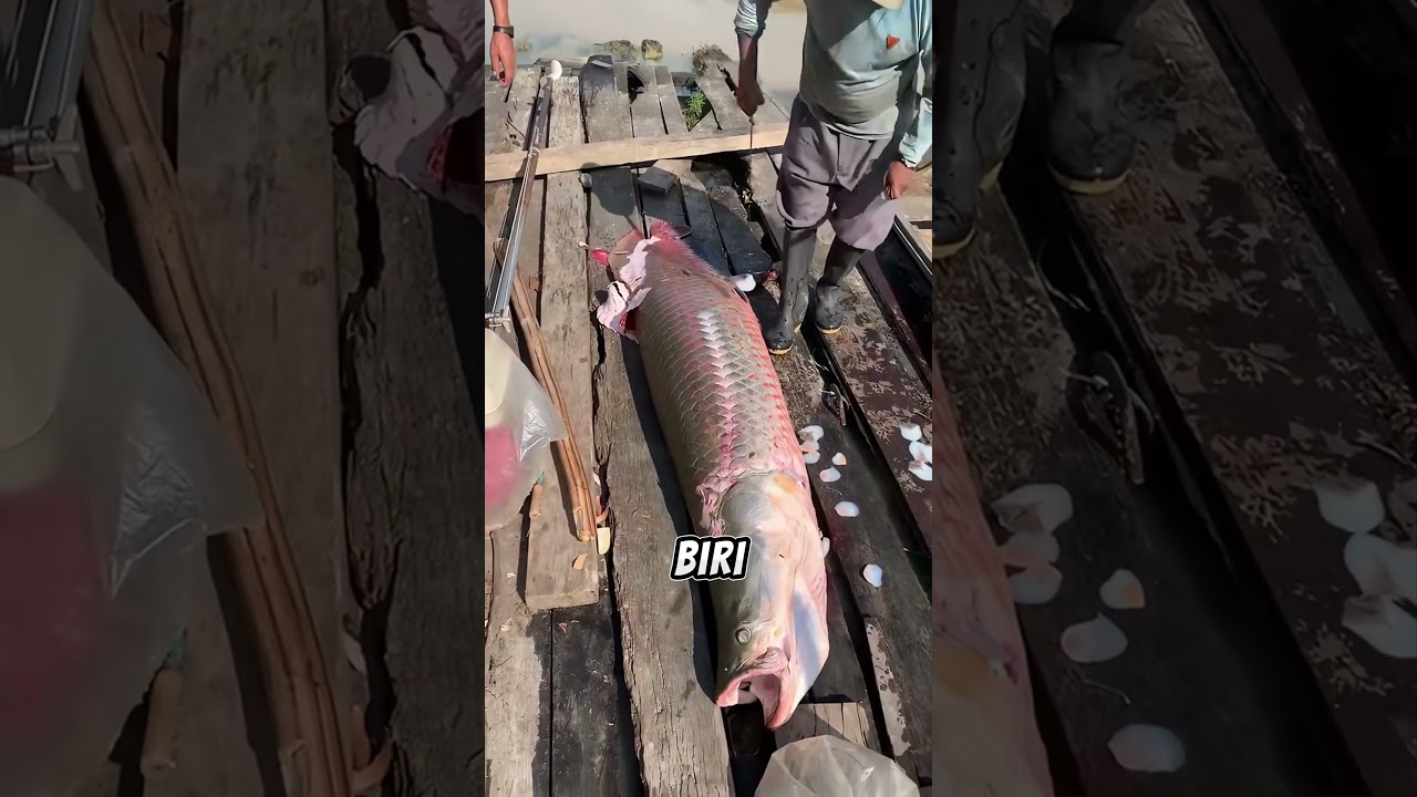 🐟 Nehirde Çıkan Demir Sesli Dev Balık! ✅