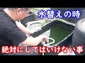 【めだか】超重要な話 水替えの時にこれだけはやってはいけない事 とても大切なお話なので是非聞いてください。