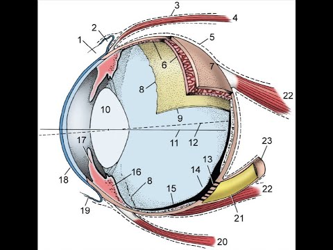 기본해부학 14주차 강의 동영상(5/5) : 15 Sense organ 2  Eye