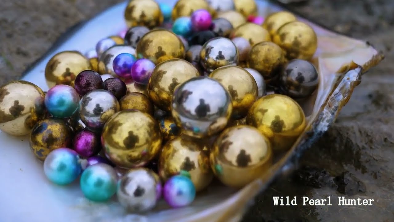 Pearl hunters hunt for treasure in rainy days, find golden mussels, and