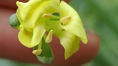 Monoecious vs Dioecious