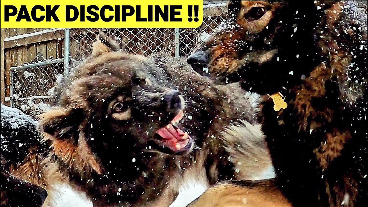 Pack Discipline!! Alpha Dog Maintains Order Dog Pack Eats Deer