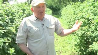 видео Все секреты выращивания малины по методу Соболева