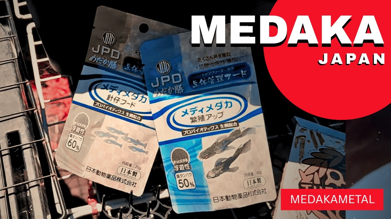 MEDAKA】Unexpected New Medaka Food Delivered! Members' Raffle Time
