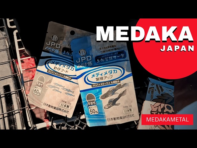 MEDAKA】Unexpected New Medaka Food Delivered! Members' Raffle Time